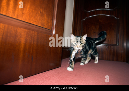 Chat jouant avec la souris puis tuer Banque D'Images