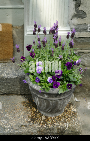 Plantes en pot sur une porte, au Royaume-Uni. Banque D'Images