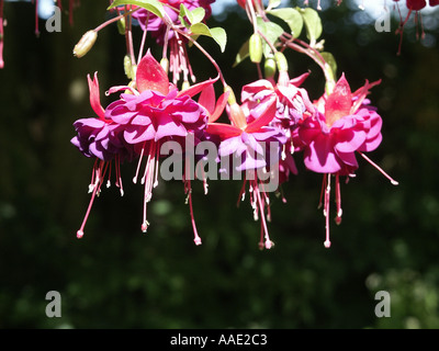 Fuchsia Dollar Princess RHS Award du mérite Jardin Close up Banque D'Images