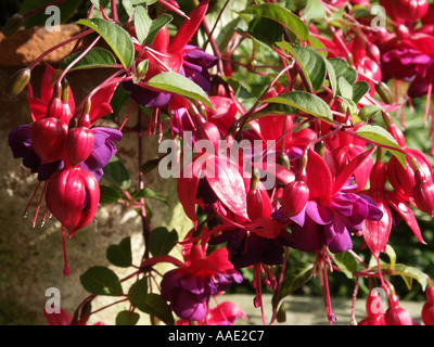 Dollar Princess Fuchsia Fleur Arbuste Bush Banque D'Images