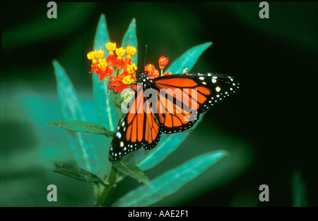 Papillon Monarque Danaus plexippus Banque D'Images