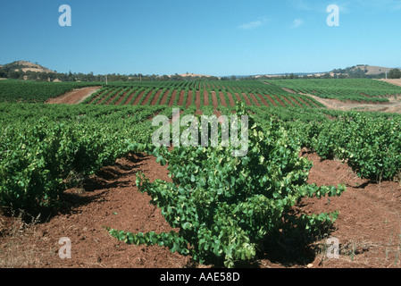 Vignoble dans la Vallée de Barossa en Australie du Sud Banque D'Images