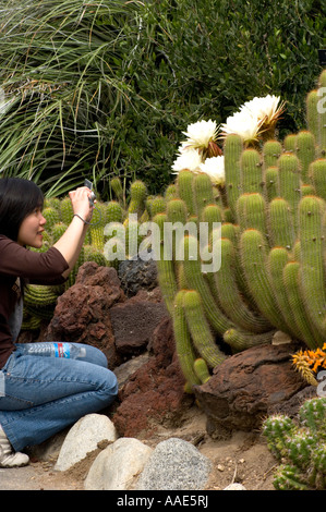 Prendre femme asiatique photo d'un livre blanc des fleurs de cactus Banque D'Images