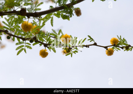 Une branche d'acacia avec des fleurs jaunes Banque D'Images