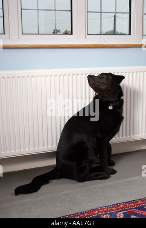 Croix du labrador noir chien assis sous fenêtre dans chambre Banque D'Images