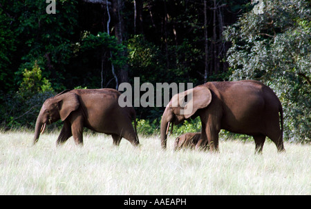 Éléphant de forêt sont nombreux près de la plage, dans la savane et forêt dans le Parc National de Loango du Gabon Banque D'Images