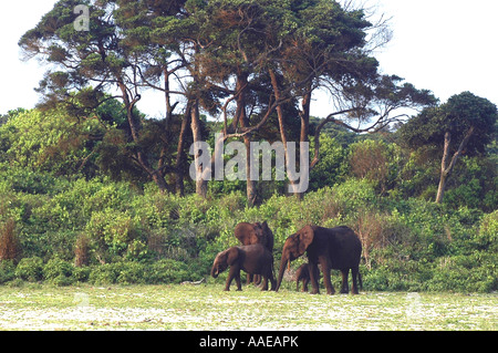 Éléphant de forêt sont nombreux près de la plage, dans la savane et forêt dans le Parc National de Loango du Gabon Banque D'Images