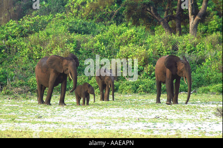 Éléphant de forêt sont nombreux près de la plage, dans la savane et les forêts du Gabon dans le Parc National de Loango Banque D'Images