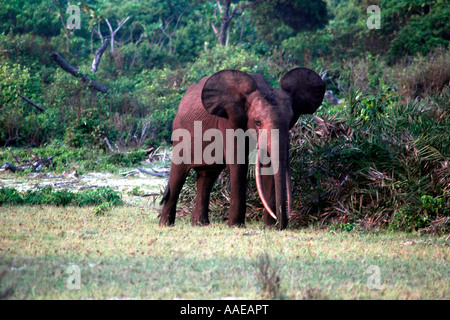 Méfiez-vous un éléphant de forêt avec des défenses près de la plage dans le Parc National de Loango du Gabon Banque D'Images