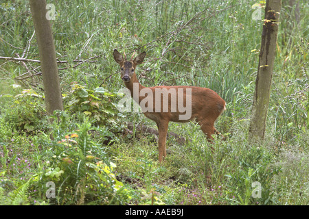 Le Chevreuil Capreolus capreolus stag en forêt ouverte, Belford, Northumberland, England Banque D'Images