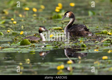 Grèbe huppé. Podiceps cristatus autour de nid avec les poussins à Bedford Park Prieuré d'alerte Banque D'Images