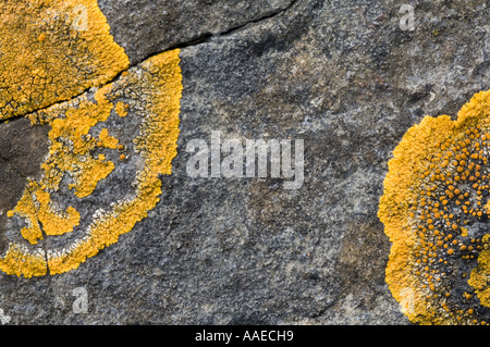 Xanthoria parietina lichen jaune sur pierre tombale fissurée au cimetière du village, Keld Swaledale, North Yorkshire, Angleterre Banque D'Images