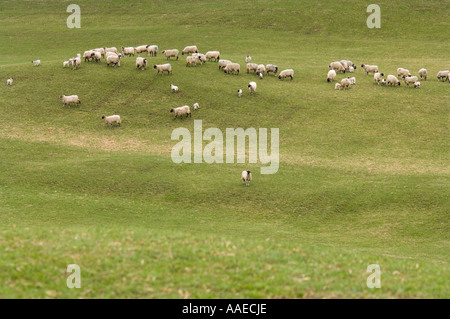 Le troupeau de moutons blackface, Ovis aries, sur le pâturage, la Swaledale, North Yorkshire, England, UK Banque D'Images