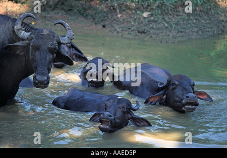 Les buffles d'eau se vautrer dans une piscine boueuse à Khajuraho Madhya Pradesh, Inde Banque D'Images
