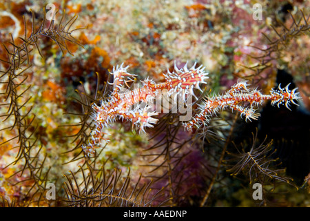 Paire de syngnathe fantôme orné, Solenostomus paradoxus, piscine en face d'une plume star Banque D'Images