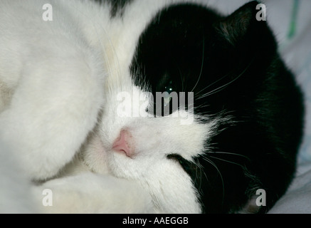 Mignon petit chat femelle noir et blanc (Felis catus) tous recroquevillé prêt à aller dormir Banque D'Images