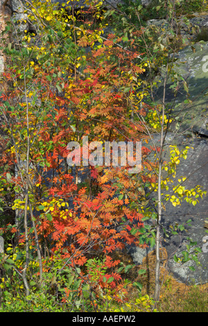 Couleurs d'automne à l'emblématique de la campagne nationale de Koli Hill, en Carélie, Finlande Banque D'Images