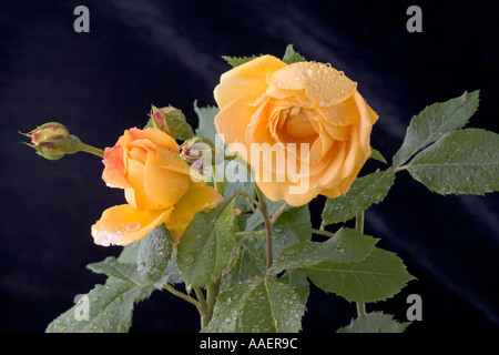 English Garden Rose « Golden Celebration » Banque D'Images
