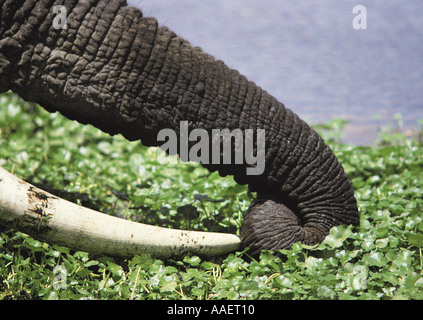 Close up of elephant trunk saisissant dans les usines s'Hippone extérieure Ngorongoro Crater Tanzanie Afrique de l'Est Banque D'Images