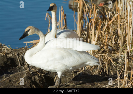 Les cygnes trompettes (Cygnus buccinator) Paire de décantation roost fin pm Flat Creek shore au nord de Jackson Wyoming USA Amérique du Nord Banque D'Images