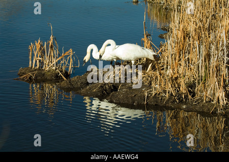 Les cygnes trompettes (Cygnus buccinator) paire adultes, Flat Creek au nord de Jackson, Wyoming, USA Banque D'Images