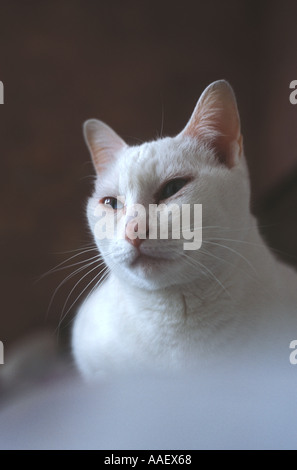 Chat Siamois Blanc Etrangers Photo Stock Alamy