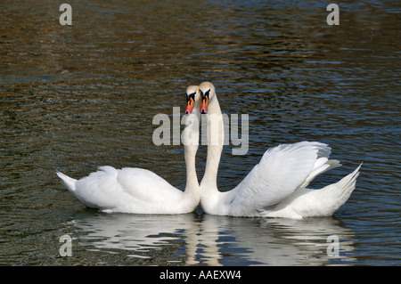 Paire de cygnes tuberculés Cygnus olor sur l'Isar à Munich Banque D'Images