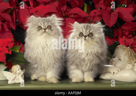 Deux chatons persan en face de fleurs Banque D'Images