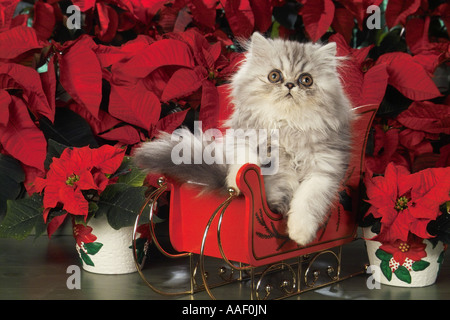 Chaton persan en traîneau en face de fleurs Banque D'Images