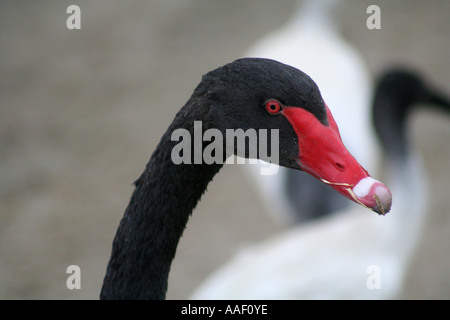 Black Swan, Cygnus atratus Banque D'Images