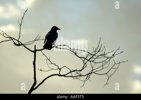 Corneille noire, Corvus corone corone sur branche d'arbre au crépuscule London UK Banque D'Images