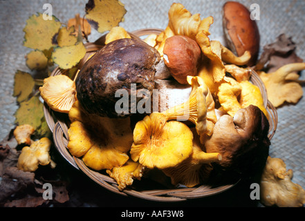 Des champignons comestibles dans Panier Banque D'Images