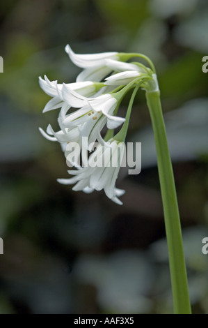 Poireau Allium triquetrum coincé trois Banque D'Images
