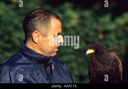 Harris Hawk avec le propriétaire au Royaume-Uni Banque D'Images