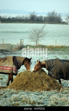 Les chevaux mangent du foin sur l'hiver matin à Henstead dans Suffolk Uk Banque D'Images