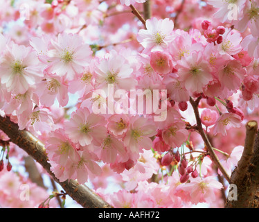 Les fleurs de cerisier en pleine floraison Banque D'Images