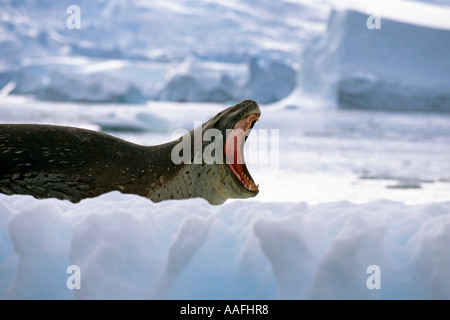 Leopard Seal sur la glace se réveille le bâillement de l'été antarctique pan Banque D'Images