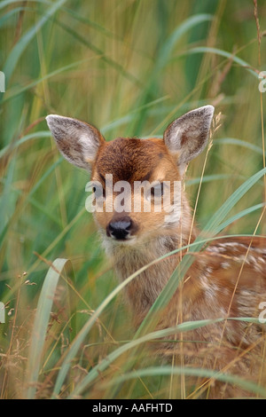 Blacktail deer fawn debout dans l'herbe d'été Alaska Alaska SC Banque D'Images