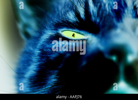 Image encadrée étroitement d'une moitié d'un visage de chats avec l'accent sur l'œil Banque D'Images