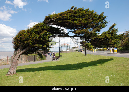 Arbre généalogique exposée au vent sur front de mer, Clevedon, Somerset, England, UK Banque D'Images