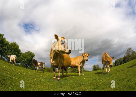 Vaches de Jersey en anglais pré en été soleil avec ciel bleu et nuages blancs Angleterre Grande-bretagne GB Royaume-Uni Royaume-Uni Banque D'Images