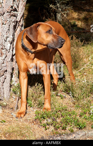 Un Rhodesian Ridgeback chien debout dans le soleil à côté d'un arbre Banque D'Images