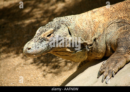 Dragon de Komodo au Zoo de Taronga, Sydney, Australie Banque D'Images