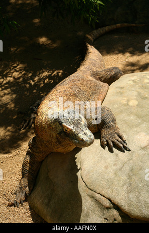 Dragon de Komodo au Zoo de Taronga, Sydney, Australie Banque D'Images