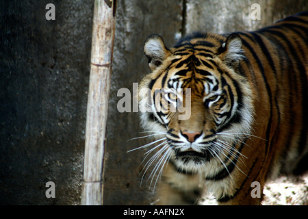 Tigre de Sumatra à Tarong Zoo, Sydney, Australie Banque D'Images
