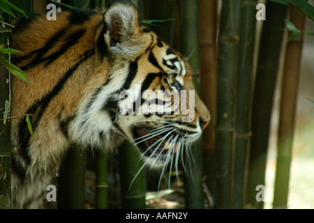 Tigre de Sumatra à Tarong Zoo, Sydney, Australie Banque D'Images