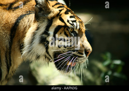 Tigre de Sumatra à Tarong Zoo, Sydney, Australie Banque D'Images