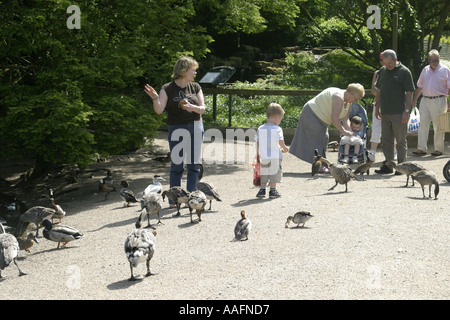 Visiteurs nourrir les canards et les oies castle espie Wildfowl and Wetlands Trust, comté de Down en Irlande du Nord Banque D'Images