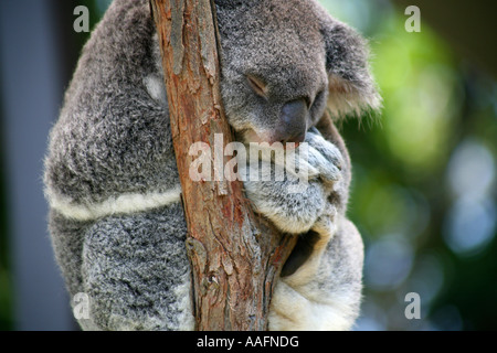 Koala endormi dans un arbre, le Zoo Taronga, Sydney, Australie Banque D'Images