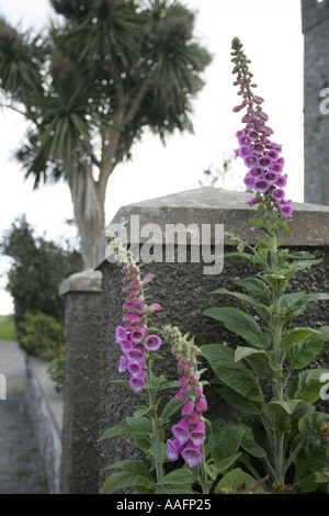 Digitales dans un jardin par une route Kilclief comté de Down en Irlande du Nord Banque D'Images